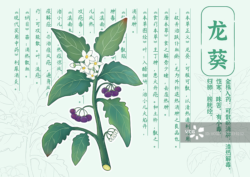龙葵图片素材