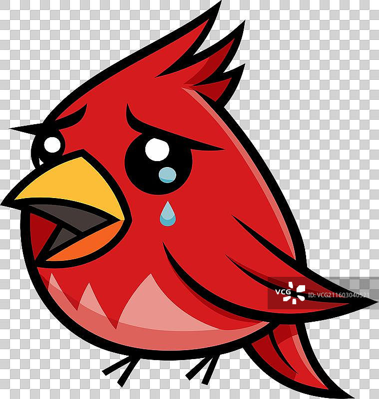 红衣主教鸟在哭泣，可爱图片素材