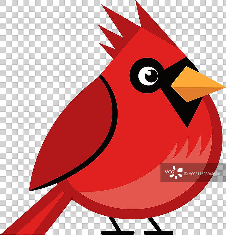 可爱的红衣主教鸟图片素材