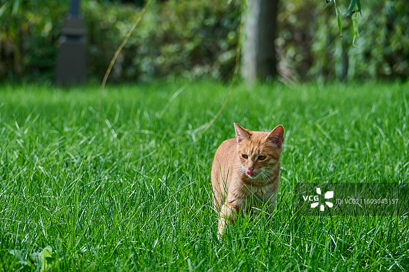 陕西西安昆明池七夕公园草地上的小猫图片素材
