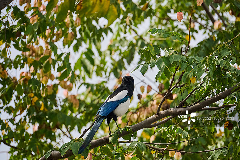 陕西西安昆明池七夕公园树枝上的喜鹊图片素材