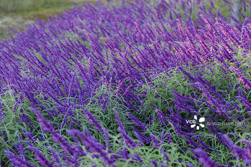 墨西哥鼠尾草 秋天北京海淀区肖家河公园图片素材