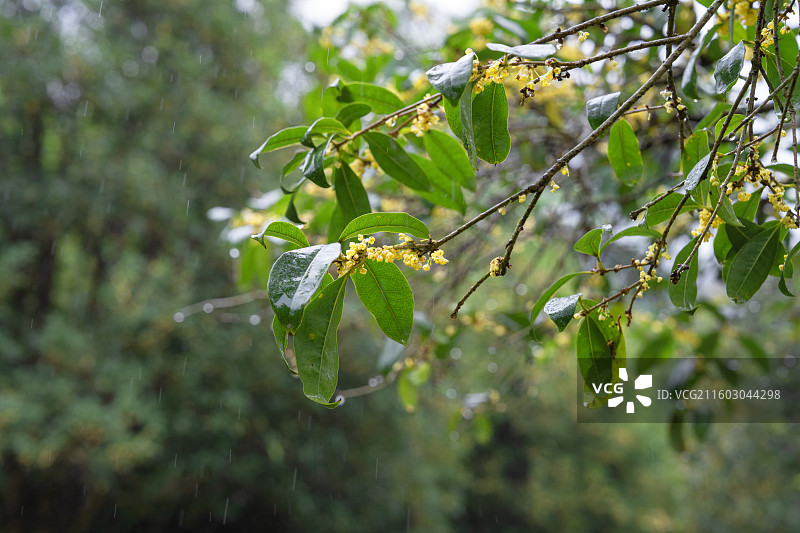 广西南宁市中雨壁纸图片素材
