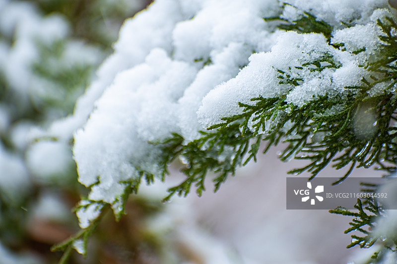 新疆伊犁、特克斯、八卦城2025年第一场雪、下雪天、雪景图片素材