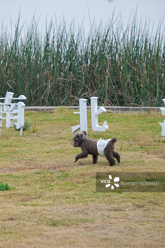 灰色泰迪图片素材