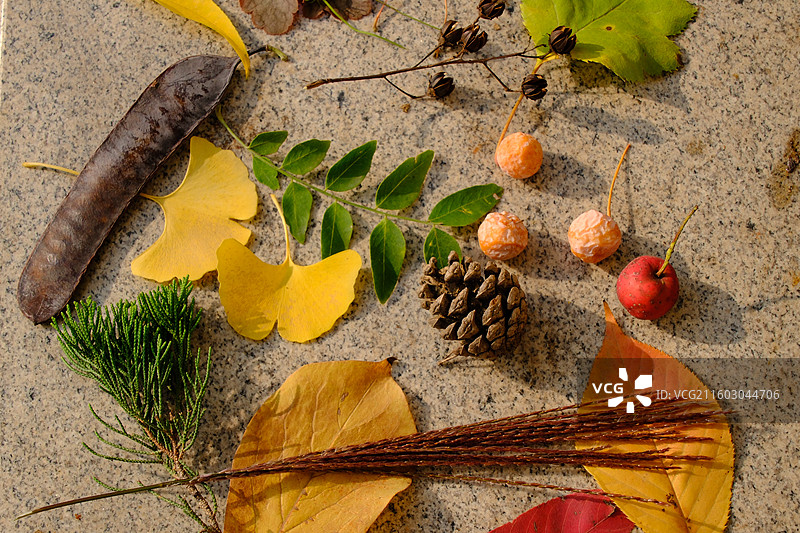 石家庄植物园秋天的调色盘。捡秋落叶果实果子。银杏叶果山楂皂荚皂角松柏图片素材