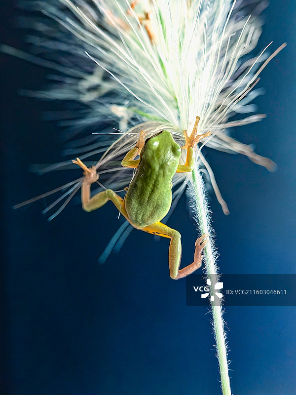 快点爬图片素材