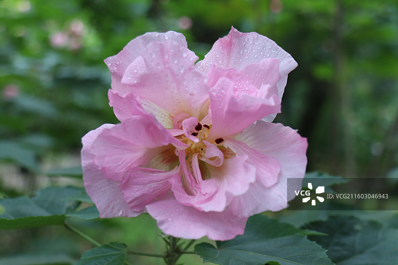成都植物园晨露粉色芙蓉花海全开实拍图片素材