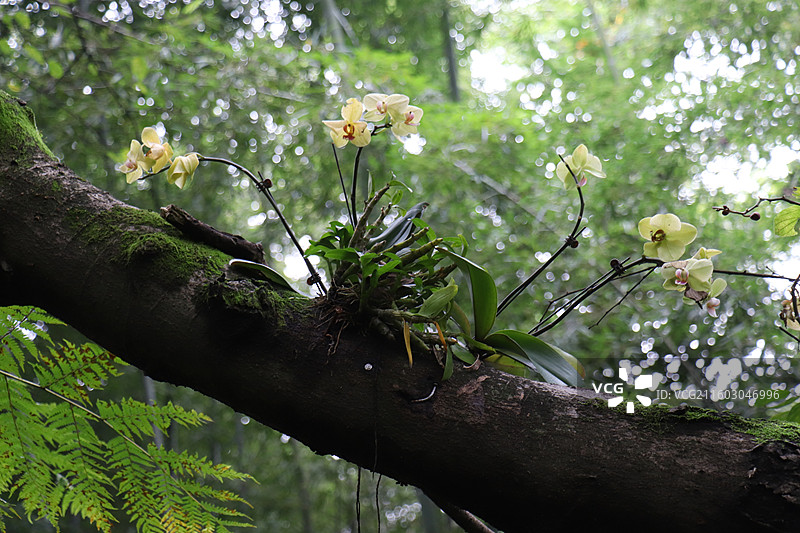 成都植物园晨露粉色芙蓉花海全开实拍图片素材