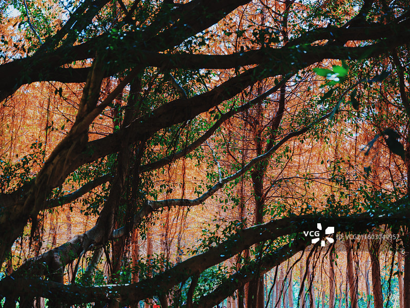 闽江江畔岩石与城市建筑群图片素材