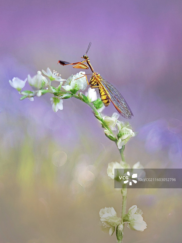 雨林精灵~螳蛉图片素材