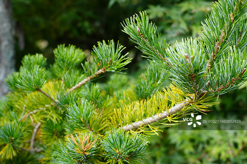 宁波 奉化 溪口镇 雪窦山 山区 三十六湾村 高山花园村 旅行 风景图片素材