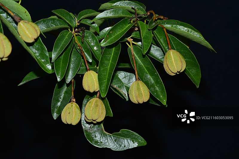 南方珍稀园林绿化树种-Reevesia thyrsoidea 两广梭罗树图片素材