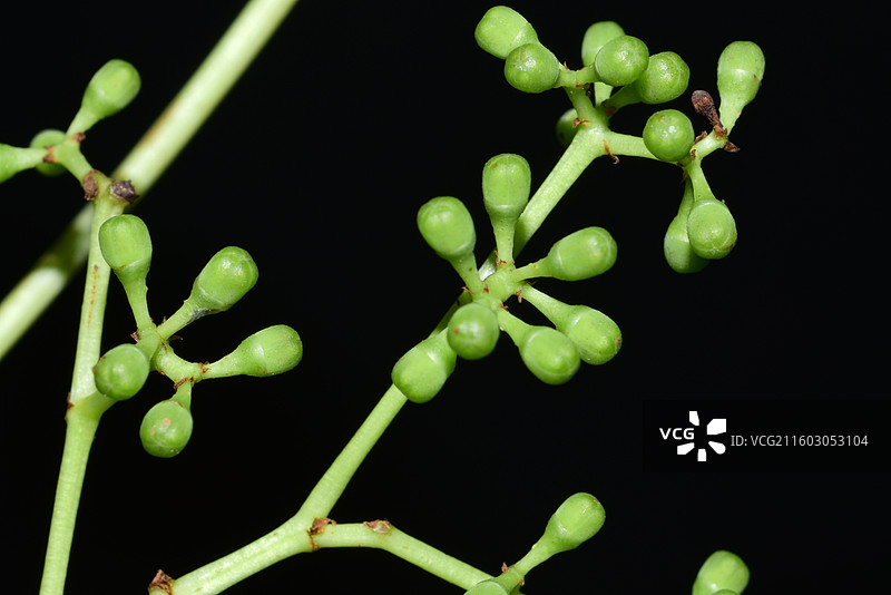 南方珍稀园林绿化树种-爬山虎-地锦图片素材