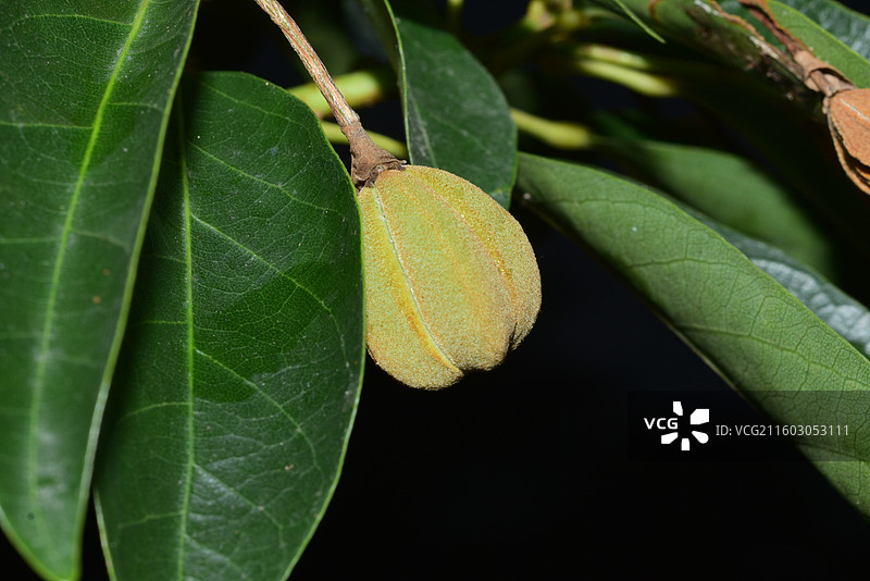 南方珍稀园林绿化树种-Reevesia thyrsoidea 两广梭罗树图片素材