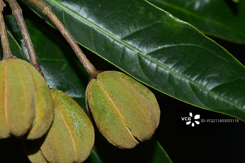 南方珍稀园林绿化树种-Reevesia thyrsoidea 两广梭罗树图片素材