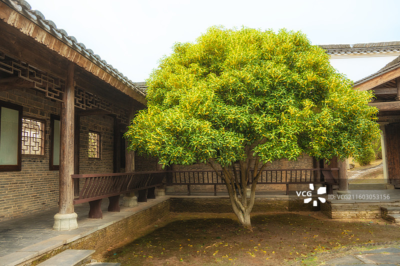 古县衙里的桂花树图片素材