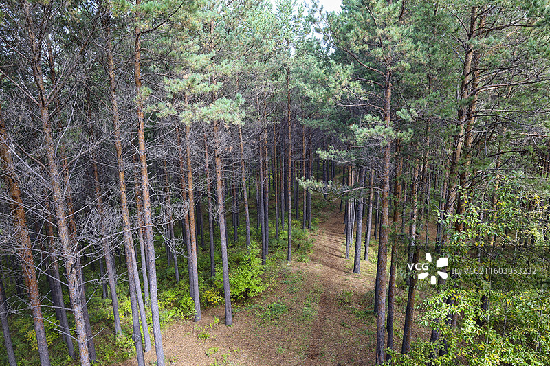 大兴安岭地区塔河县栖霞山植物园秋天森林松树自然风光图片素材