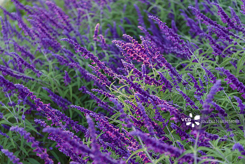 墨西哥鼠尾草 秋天北京海淀区肖家河公园图片素材