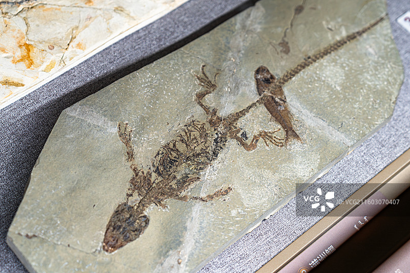 内蒙古博物院 远古世界图片素材