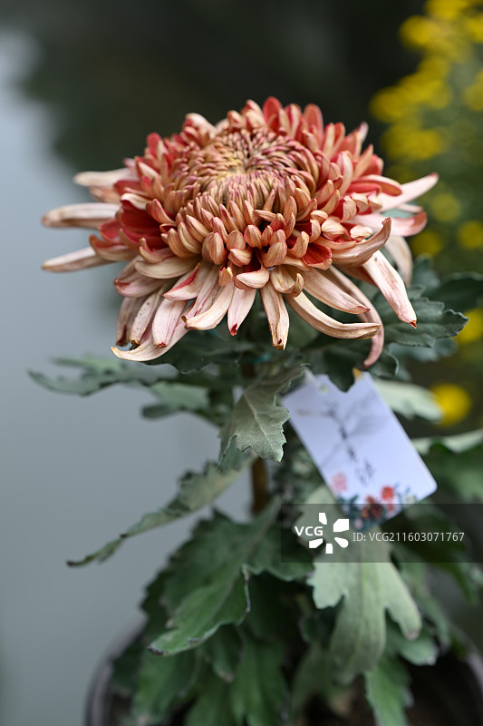 温江鲁家滩大型菊花展，精品菊花图片素材