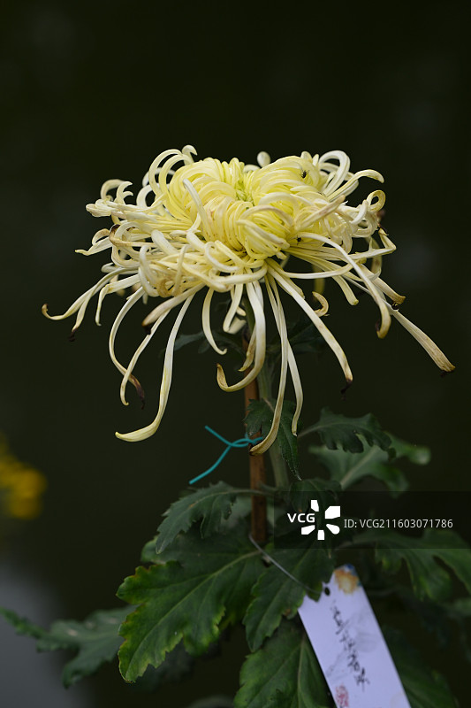 温江鲁家滩大型菊花展，精品菊花图片素材
