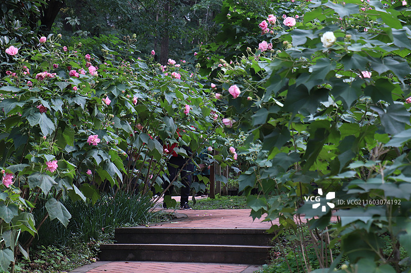 成都植物园晨露粉色芙蓉花海全开实拍图片素材