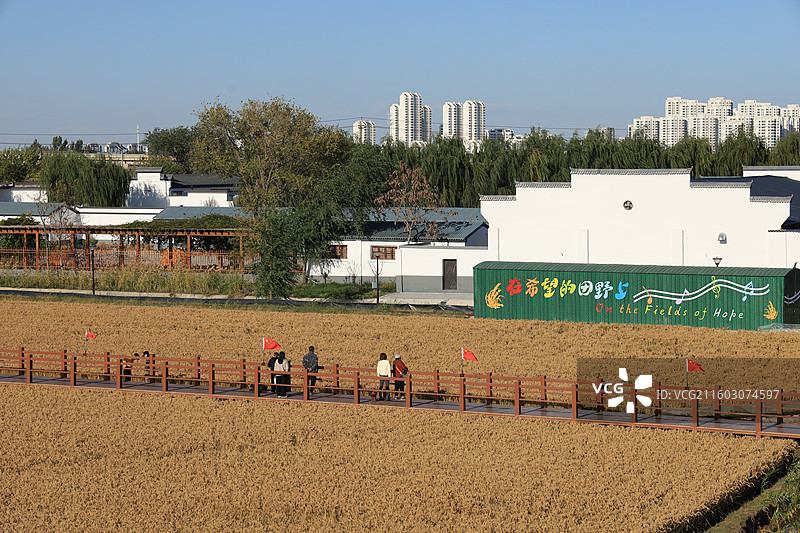 天津津南小站稻核心种植区图片素材