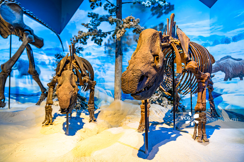 内蒙古博物院 远古世界图片素材