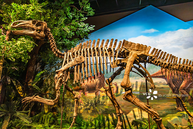 内蒙古博物院 远古世界图片素材