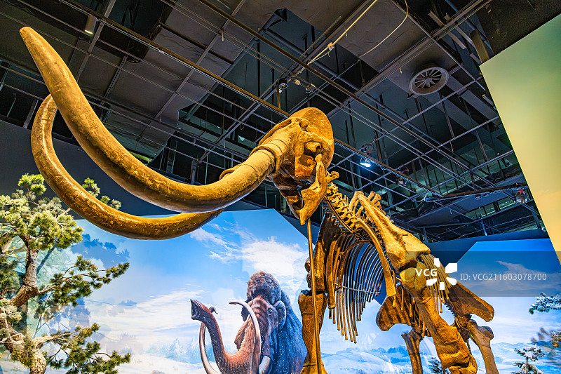 内蒙古博物院 远古世界图片素材