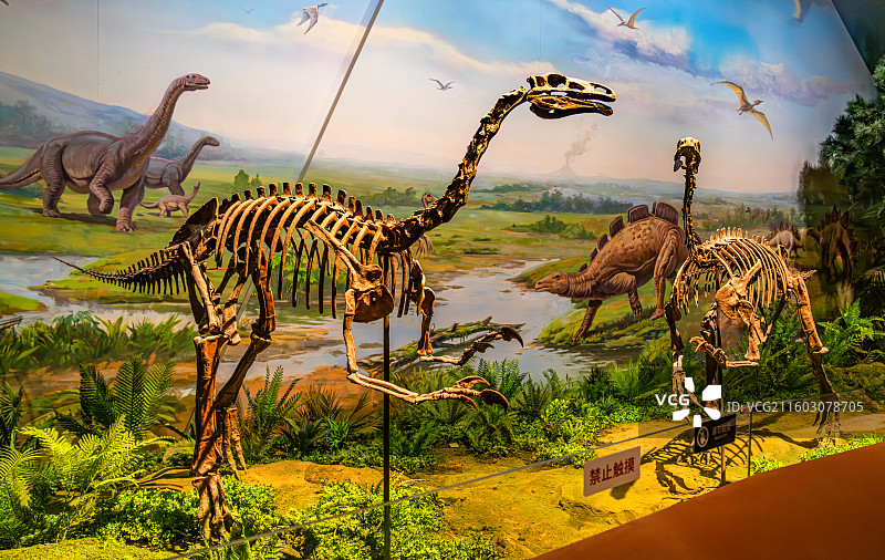 内蒙古博物院 远古世界图片素材