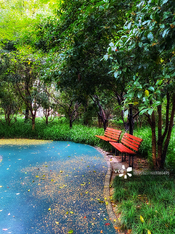 秋雨桂花落满地撒星星图片素材