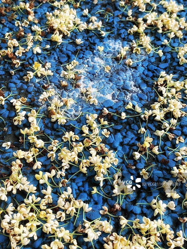 雨打桂花满地金黄图片素材