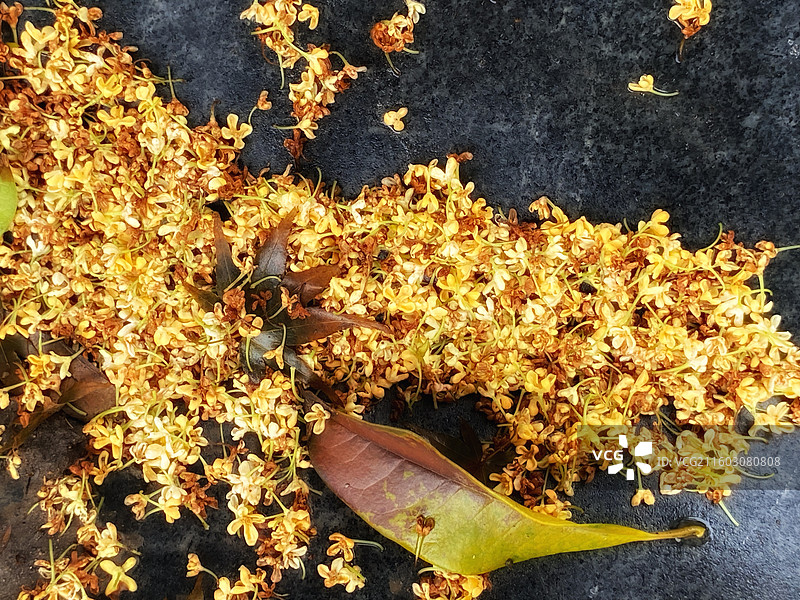 秋雨桂花落满地撒星星图片素材