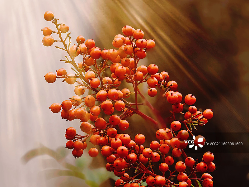 南天竹红果图片素材