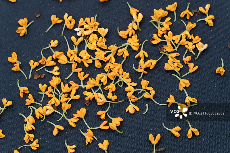 掉落在黑色雨伞上的金色桂花图片素材
