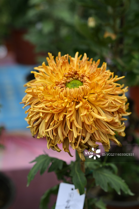 温江鲁家滩大型菊花展，精品菊花图片素材