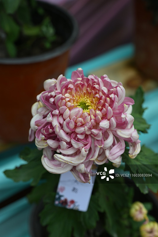 温江鲁家滩大型菊花展，精品菊花图片素材