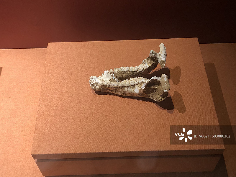 开远四楞象牙化石-云南蒙自红河州博物馆图片素材