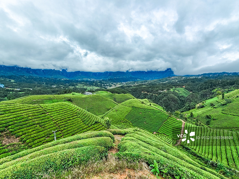 湖北省恩施州鹤峰县走马镇木耳山茶园图片素材