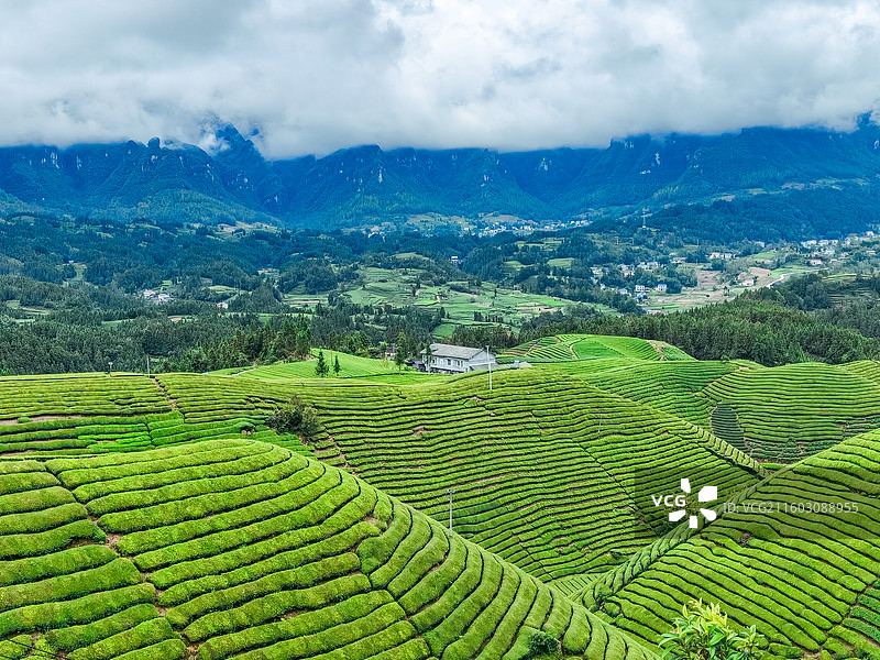 湖北省恩施州鹤峰县走马镇木耳山茶园图片素材
