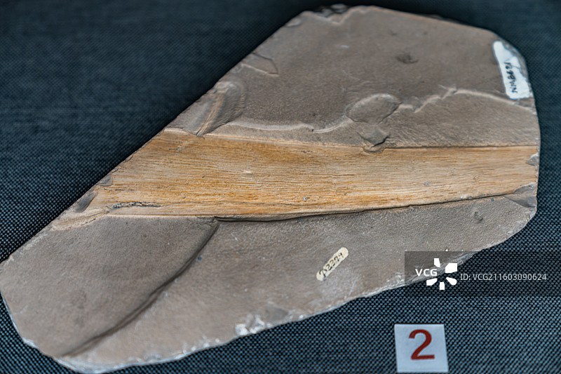 内蒙古博物院 远古世界图片素材