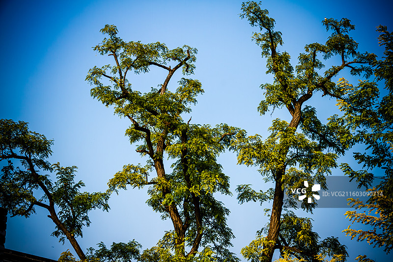 蓝天下的树冠｜初秋城市行道树图片素材
