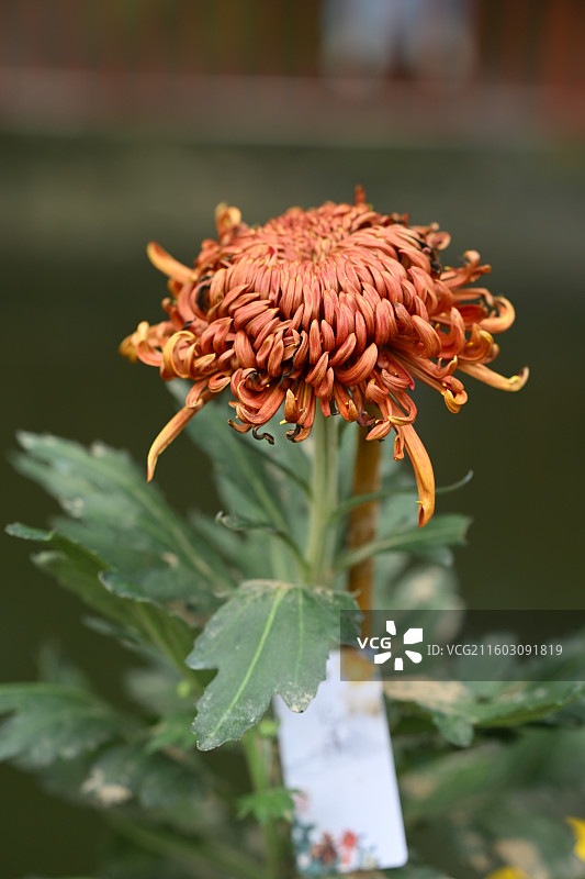 温江鲁家滩大型菊花展，精品菊花图片素材