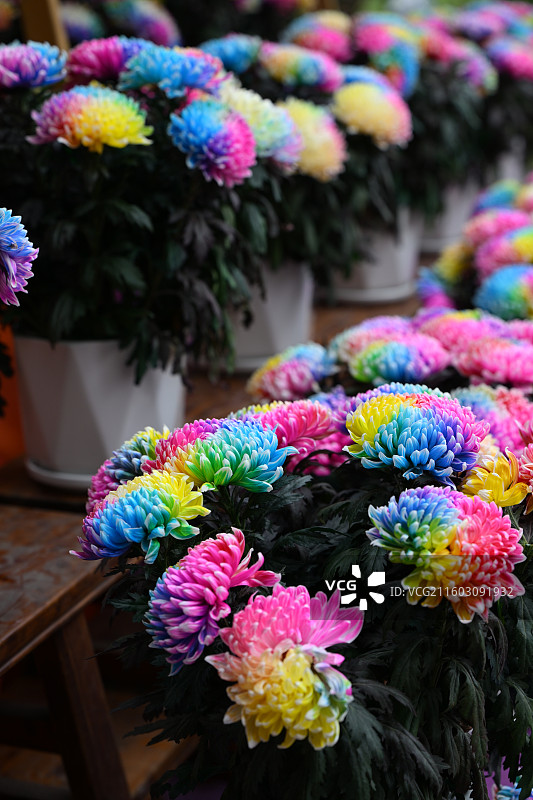 温江鲁家滩大型菊花展，彩色菊花图片素材