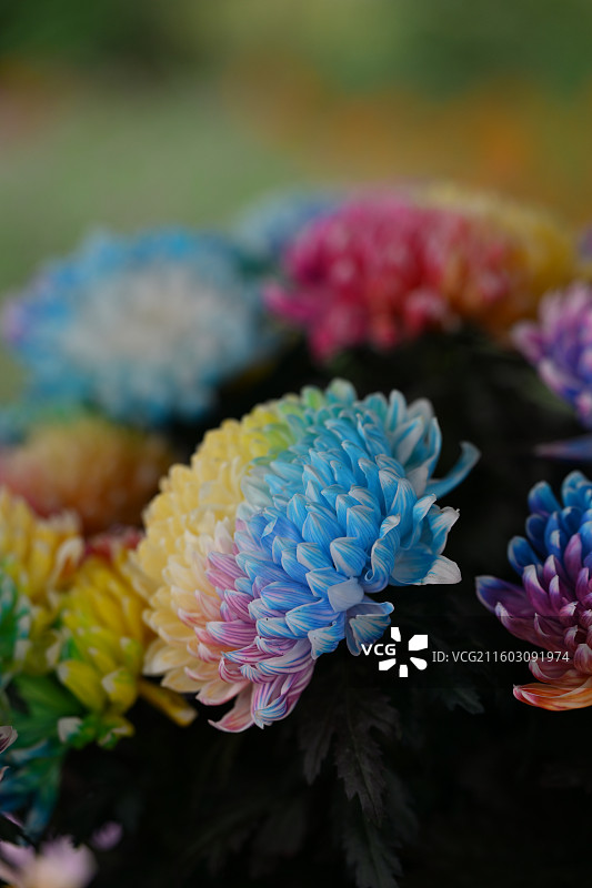 温江鲁家滩大型菊花展，彩色菊花图片素材