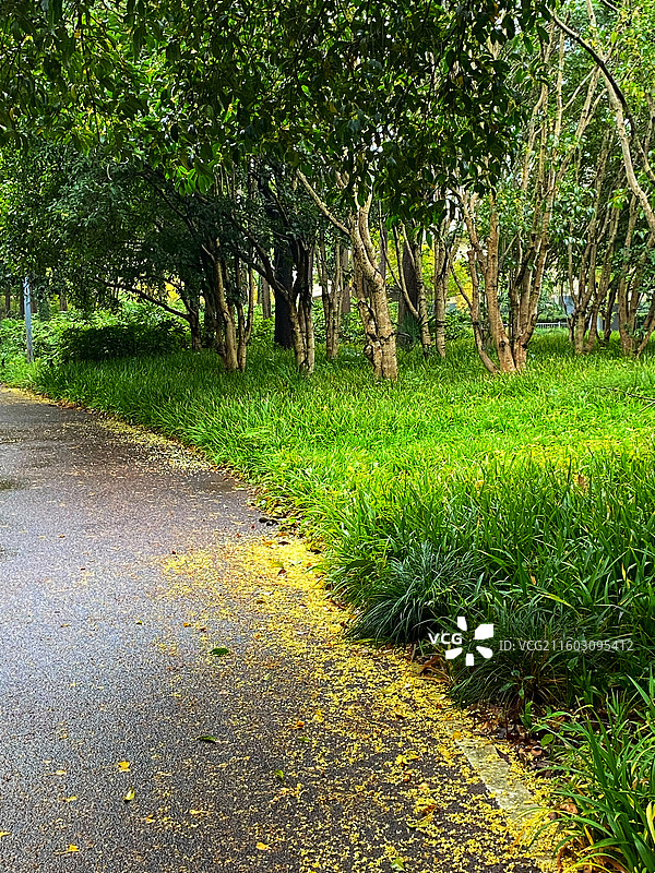 雨打桂花满地金黄图片素材