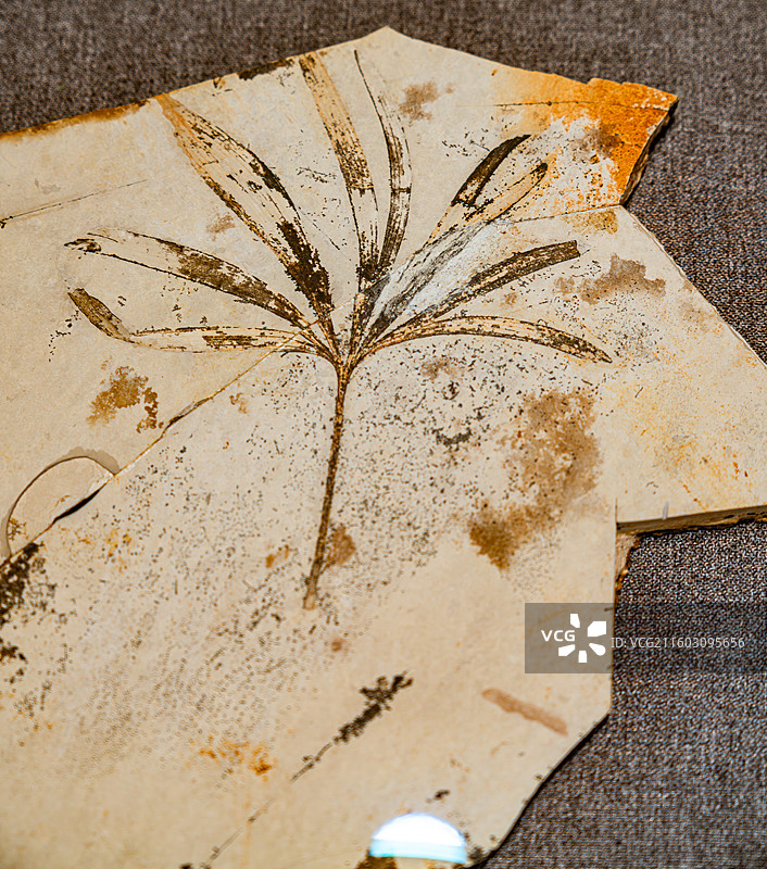 内蒙古博物院 远古世界图片素材