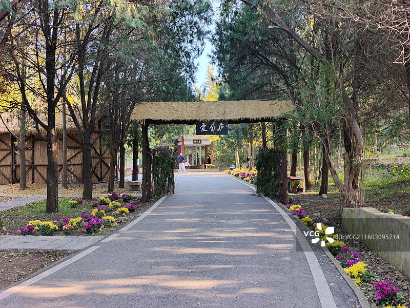 立冬节气，莒县浮来山定林寺天下第一银杏树黄叶图片素材
